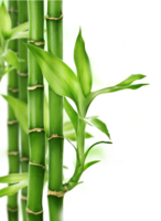 nature & bamboo free transparent png image.