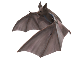 animals & Bat free transparent png image.