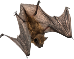 animals & Bat free transparent png image.