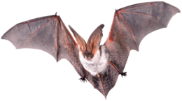 animals & bat free transparent png image.