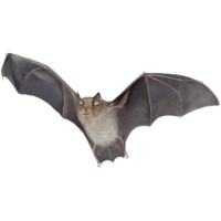 animals & Bat free transparent png image.