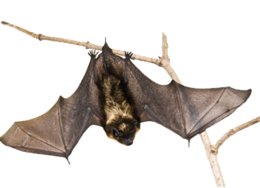 animals & bat free transparent png image.