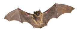 animals & Bat free transparent png image.