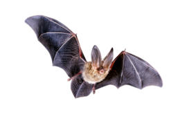 animals & Bat free transparent png image.