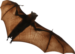 animals & bat free transparent png image.