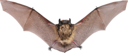 animals & bat free transparent png image.