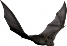 animals & Bat free transparent png image.