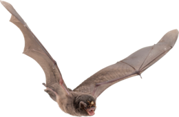 animals & Bat free transparent png image.