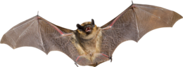 animals & Bat free transparent png image.