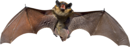 animals & Bat free transparent png image.