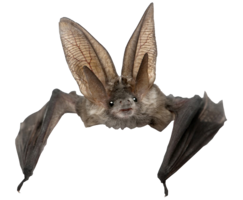 animals & Bat free transparent png image.