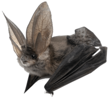 animals & Bat free transparent png image.