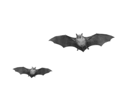 animals & Bat free transparent png image.