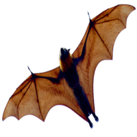 animals & Bat free transparent png image.