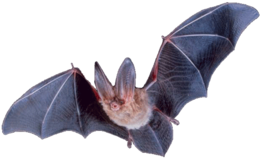 animals & bat free transparent png image.