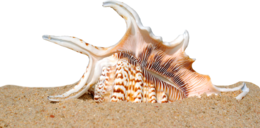 nature & beach free transparent png image.