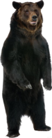 animals & Bear free transparent png image.