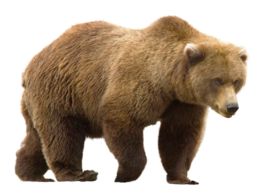 animals & bear free transparent png image.