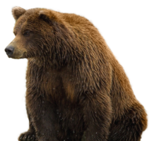 animals & bear free transparent png image.