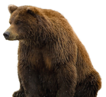 animals & Bear free transparent png image.