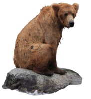 animals & Bear free transparent png image.