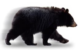 animals & Bear free transparent png image.