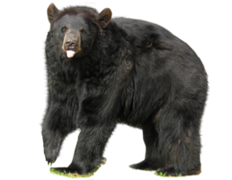 animals & Bear free transparent png image.