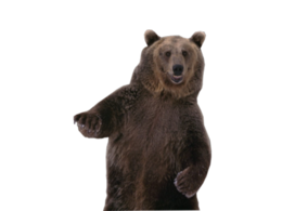 animals & bear free transparent png image.