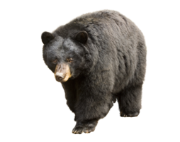 animals & Bear free transparent png image.