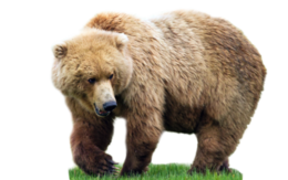 animals & bear free transparent png image.