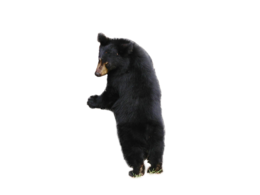 animals & Bear free transparent png image.