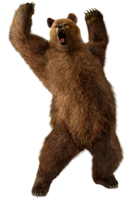 animals & bear free transparent png image.