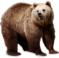 animals & bear free transparent png image.