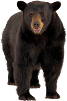 animals & Bear free transparent png image.