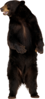animals & Bear free transparent png image.