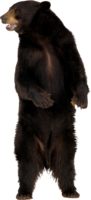 animals & bear free transparent png image.