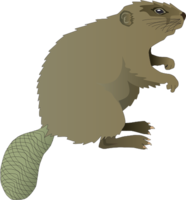 animals & beaver free transparent png image.