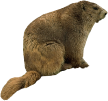 animals & beaver free transparent png image.