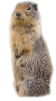 animals & Beaver free transparent png image.