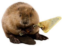 animals & beaver free transparent png image.