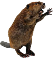 animals & Beaver free transparent png image.