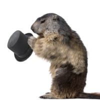 animals & beaver free transparent png image.