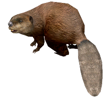 animals & beaver free transparent png image.