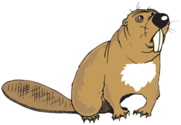 animals & Beaver free transparent png image.