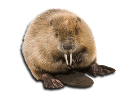 animals & Beaver free transparent png image.