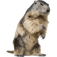 animals & beaver free transparent png image.