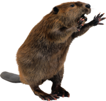 animals & beaver free transparent png image.