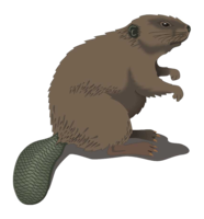 animals & beaver free transparent png image.