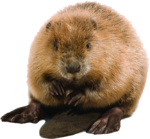 animals & beaver free transparent png image.