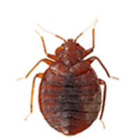 insects & bed bug free transparent png image.